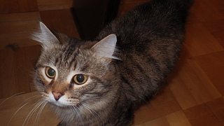 click for enlarge 1920 X 1080 964.9 Kb picture