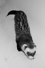 click for enlarge 403 X 604 32.5 Kb picture