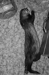click for enlarge 402 X 604 75.8 Kb picture