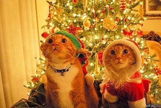 click for enlarge 500 X 335 44.8 Kb picture
