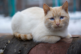 click for enlarge 1920 X 1280 344.9 Kb picture