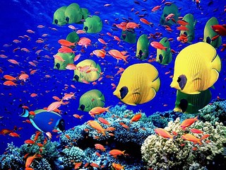 click for enlarge 600 X 450 125.1 Kb picture