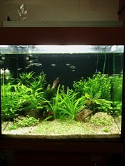 click for enlarge 1920 X 2560 658.2 Kb picture