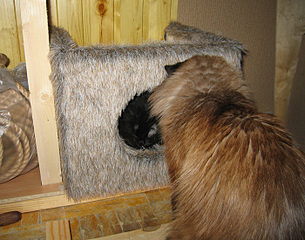 click for enlarge 700 X 550 196.5 Kb picture