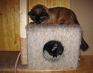 click for enlarge 700 X 550 180.2 Kb picture