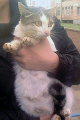 click for enlarge 687 X 1024 88.9 Kb picture