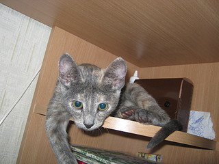 click for enlarge 1920 X 1440 623.8 Kb picture