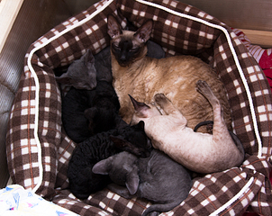 click for enlarge 1000 X 793 675.2 Kb picture