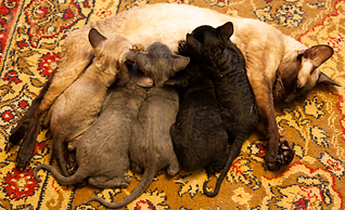 click for enlarge 1000 X 609 654.4 Kb picture