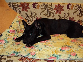click for enlarge 400 X 300  83.6 Kb picture