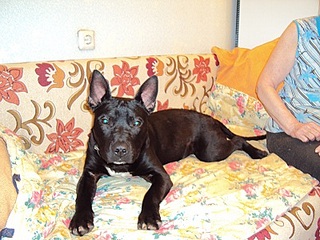 click for enlarge 400 X 300  79.2 Kb picture