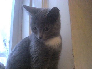 click for enlarge 1920 X 1440 302.3 Kb picture