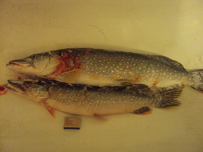 click for enlarge 640 X 480 164.9 Kb picture