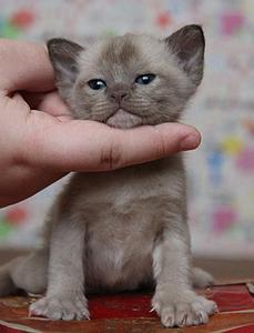 click for enlarge 648 X 848 73.0 Kb picture