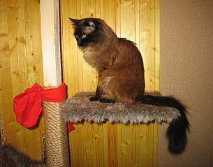click for enlarge 700 X 550 160.1 Kb picture