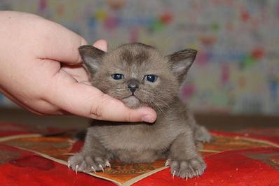 click for enlarge 1282 X 855 111.5 Kb picture