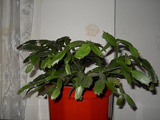 click for enlarge 800 X 600 86.1 Kb picture
