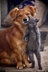 click for enlarge 427 X 640 57.9 Kb picture