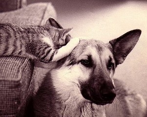 click for enlarge 480 X 382 52.4 Kb picture