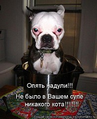 click for enlarge 480 X 587 63.1 Kb picture