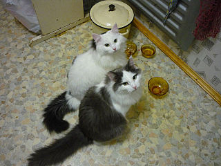 click for enlarge 640 X 480 58.8 Kb picture