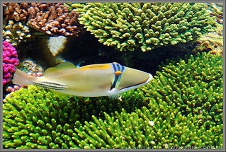 click for enlarge 600 X 404 138.2 Kb picture