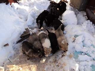 click for enlarge 604 X 453 58.6 Kb picture