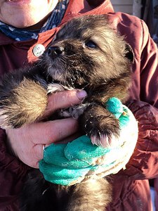 click for enlarge 768 X 1024 212.5 Kb picture