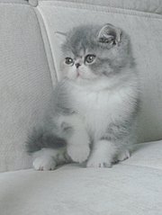 click for enlarge 800 X 1062 129.7 Kb picture