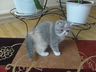 click for enlarge 800 X 600 102.3 Kb picture