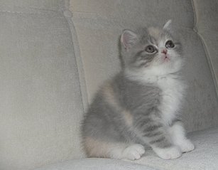 click for enlarge 800 X 624 75.1 Kb picture