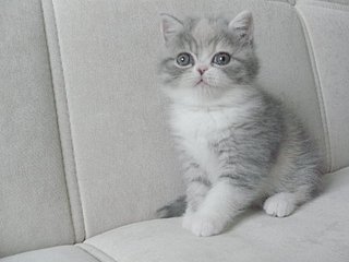 click for enlarge 800 X 600 77.6 Kb picture