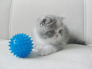 click for enlarge 800 X 600 69.2 Kb picture