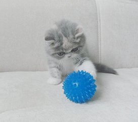 click for enlarge 800 X 701 64.2 Kb picture