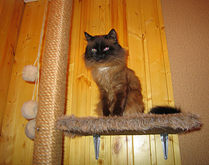 click for enlarge 700 X 550 167.0 Kb picture
