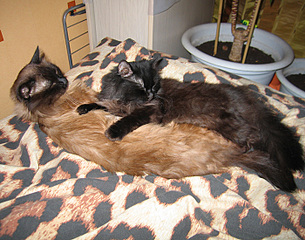 click for enlarge 700 X 550 202.2 Kb picture