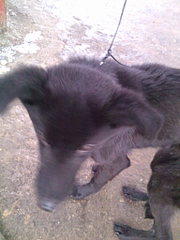 click for enlarge 1536 X 2048 204.2 Kb picture