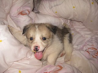 click for enlarge 604 X 453 45.0 Kb picture