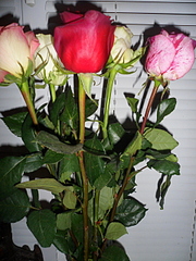 click for enlarge 1920 X 2560 342.5 Kb picture