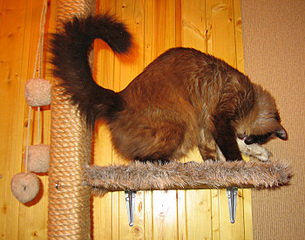 click for enlarge 700 X 550 189.2 Kb picture