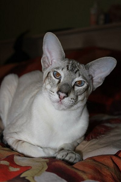 click for enlarge 402 X 604  30.3 Kb picture