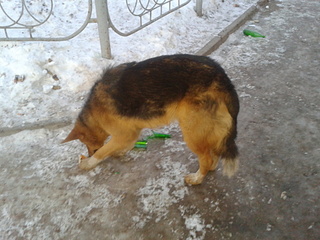 click for enlarge 1920 X 1440 781.9 Kb picture