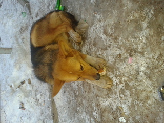 click for enlarge 1920 X 1440 807.4 Kb picture