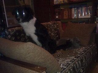 click for enlarge 1920 X 1440 236.3 Kb picture