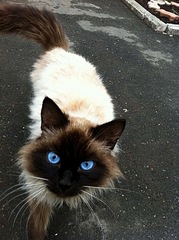 click for enlarge 602 X 807 164.7 Kb picture