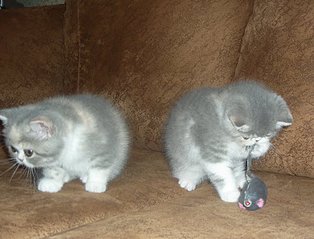 click for enlarge 800 X 610 99.2 Kb picture