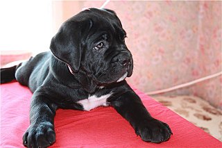 click for enlarge 640 X 426 44.6 Kb picture