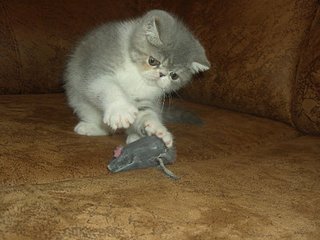 click for enlarge 800 X 600 83.6 Kb picture