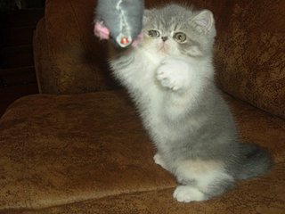 click for enlarge 800 X 600 71.2 Kb picture