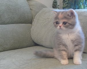 click for enlarge 800 X 635 70.3 Kb picture